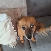 Home Owner wanting sitter in Brisbane , Queensland