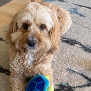 Home Owner wanting sitter in , Victoria