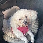 Home Owner wanting sitter in Adelaide, South Australia