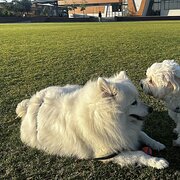 House Sitter - Solo Reliable house sitter