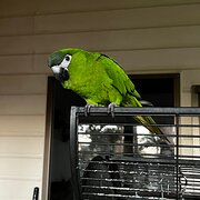 Home Owner wanting sitter in Rockhampton, Queensland