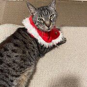 Home Owner wanting sitter in Brisbane, Queensland