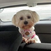 Home Owner wanting sitter in , Victoria