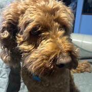 Home Owner wanting sitter in , Victoria