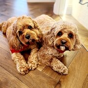 Home Owner wanting sitter in Brisbane , Queensland