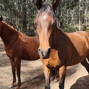 Home Owner wanting sitter in Wyong, New South Wales