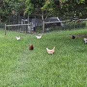 Home Owner wanting sitter in Brisbane , Queensland