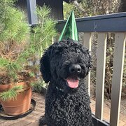 Home Owner wanting sitter in Horhsam, Victoria