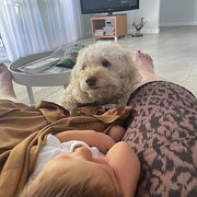Home Owner wanting sitter in Perth, Western Australia