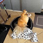 Home Owner wanting sitter in Adelaide , South Australia