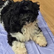 Home Owner wanting sitter in Ballina, New South Wales