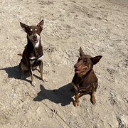 Home Owner wanting sitter in , New South Wales