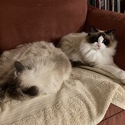 Home Owner wanting sitter in Sunshine Coast, Queensland