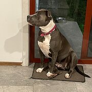 Home Owner wanting sitter in Pakenham or Drouin, Victoria