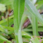 House Sitter - Sonia