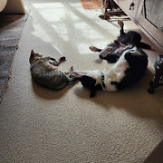 Home Owner wanting sitter in , New South Wales