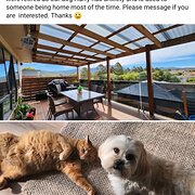 Home Owner wanting sitter in Hobart , Tasmania