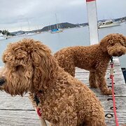 Home Owner wanting sitter in gosford, New South Wales