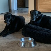 Home Owner wanting sitter in Bendigo, Victoria