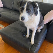 Home Owner wanting sitter in , Queensland