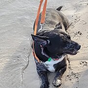 Home Owner wanting sitter in Brisbane, Queensland