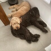 Home Owner wanting sitter in Brisbane, Queensland