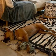 Home Owner wanting sitter in Brisbane, Queensland