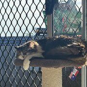 Home Owner wanting sitter in , Queensland