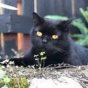 Home Owner wanting sitter in Gold Coast, Queensland