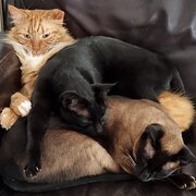 Home Owner wanting sitter in , Victoria