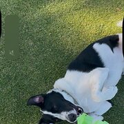 Home Owner wanting sitter in , South Australia