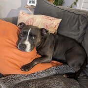 Home Owner wanting sitter in Perth, Western Australia