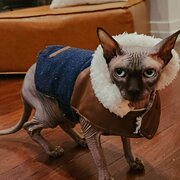 Home Owner wanting sitter in brisbane, Queensland