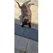 Home Owner wanting sitter in Launceston, Tasmania