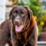 Home Owner wanting sitter in  Brisbane , Queensland