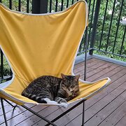 Home Owner wanting sitter in Canberra, Australian Capital Territory