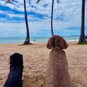 Home Owner wanting sitter in Mackay, Queensland