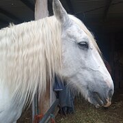 Home Owner wanting sitter in , Queensland