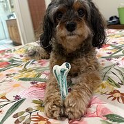 Home Owner wanting sitter in Brisbane, Queensland