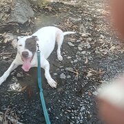 Home Owner wanting sitter in Cairns, Queensland