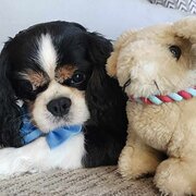 Home Owner wanting sitter in Gold Coast, Queensland