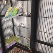 Home Owner wanting sitter in Raceview, Queensland