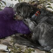 Home Owner wanting sitter in Melbourne, Victoria