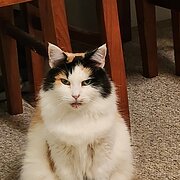 Home Owner wanting sitter in , New South Wales