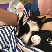 House Sitter - Married couple-Full time pet care