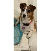 Home Owner wanting sitter in , Queensland