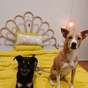 Home Owner wanting sitter in Adelaide , South Australia