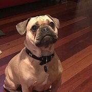 Home Owner wanting sitter in Newcastle/Gosford, New South Wales