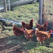 Home Owner wanting sitter in Ballarat, Victoria