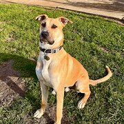 Home Owner wanting sitter in Melbourne, Victoria